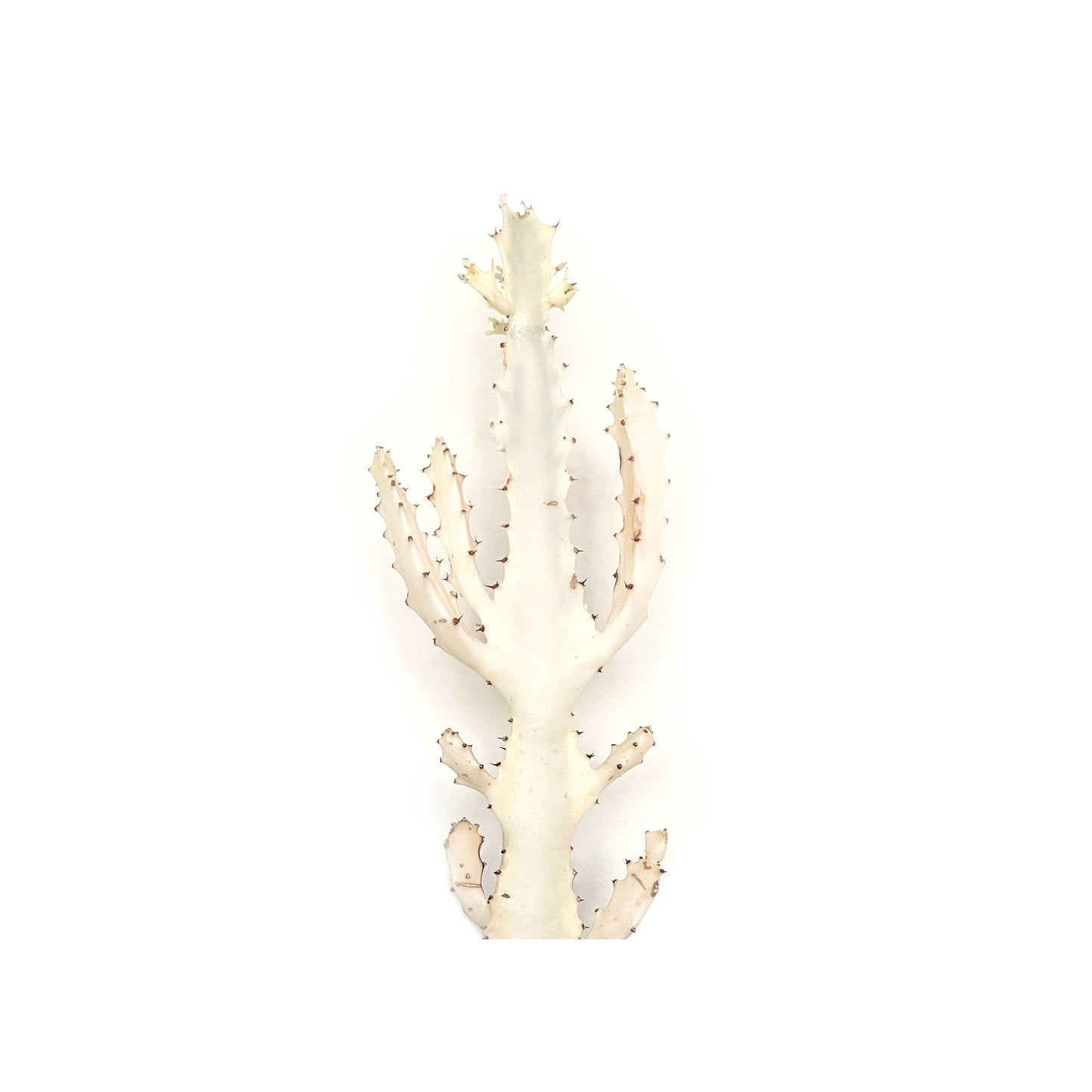 Miel de cactus Blanc du Yemen